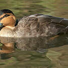 Canard des Philippines