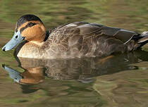 Canard des Philippines