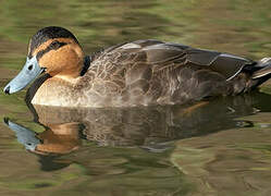 Philippine Duck