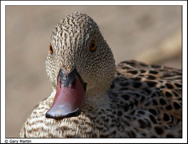 Cape Teal