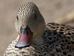 Cape Teal