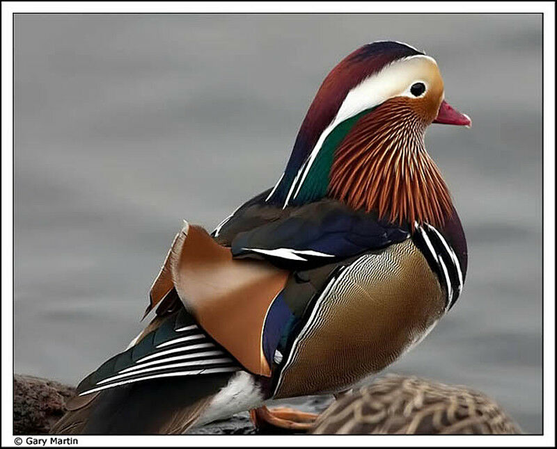 Mandarin Duck