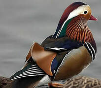 Canard mandarin