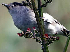 Eurasian Blackcap