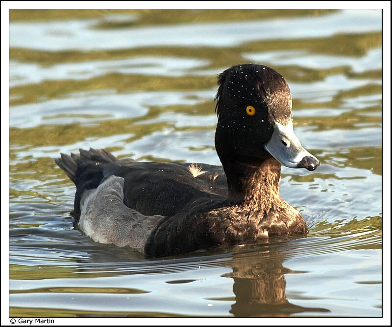 Tufted Duck