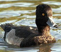 Tufted Duck