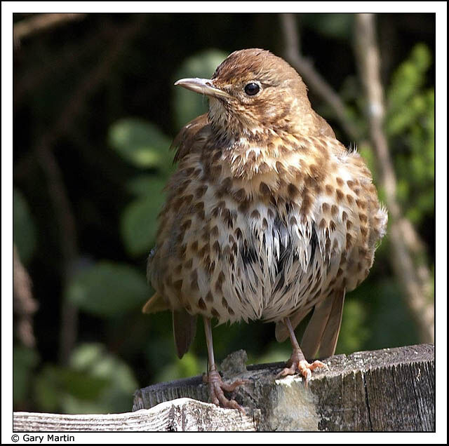 Song Thrush