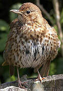 Song Thrush