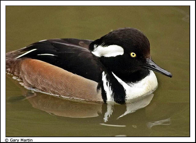 Hooded Merganser