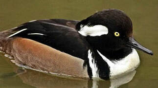 Hooded Merganser