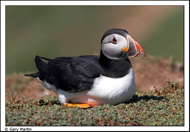 Atlantic Puffin