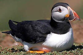 Atlantic Puffin