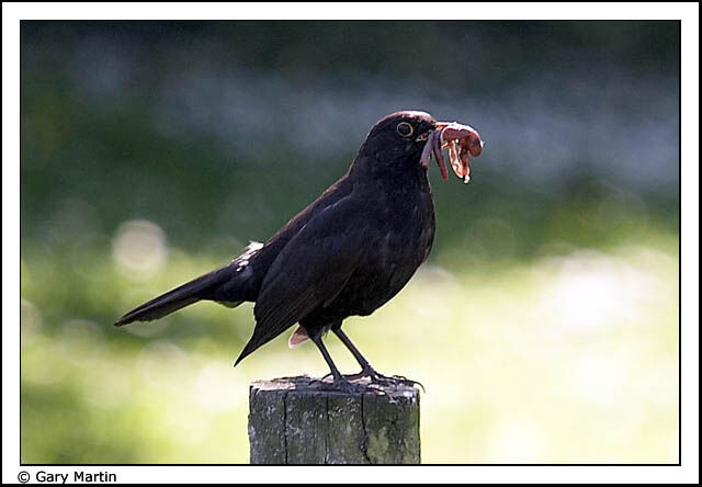 Common Blackbird