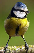 Eurasian Blue Tit