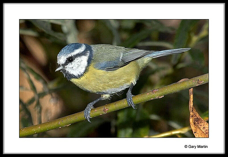 Eurasian Blue Tit