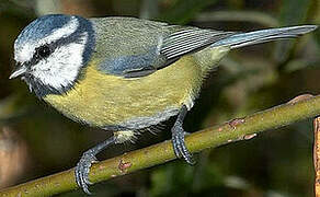 Eurasian Blue Tit