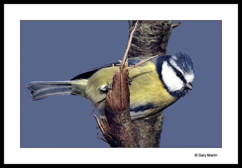 Eurasian Blue Tit