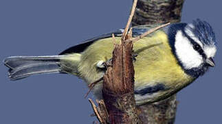 Eurasian Blue Tit