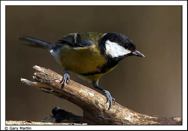 Great Tit