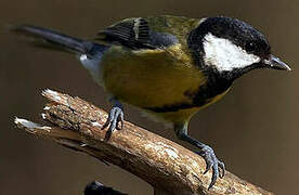 Great Tit