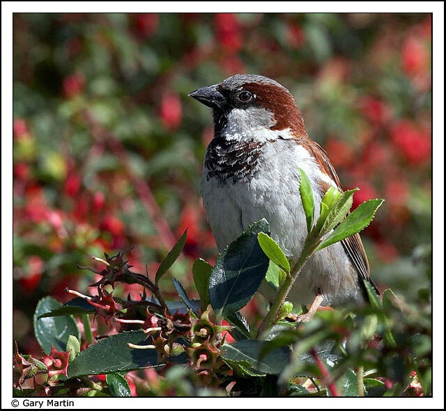 House Sparrow