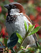 House Sparrow