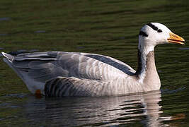 Bar-headed Goose