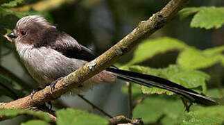 Long-tailed Tit