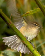 Sedge Warbler