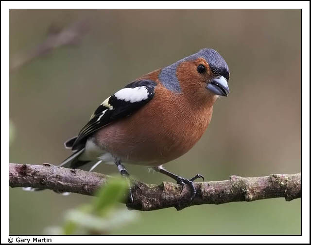 Eurasian Chaffinch