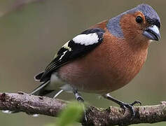 Eurasian Chaffinch