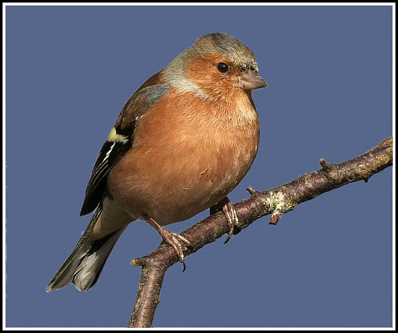 Common Chaffinch