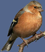 Eurasian Chaffinch