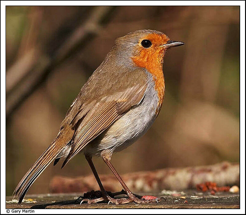 European Robin