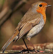 European Robin