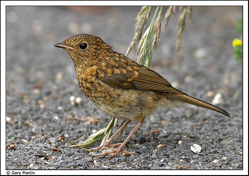 European Robin