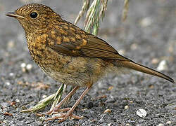 European Robin