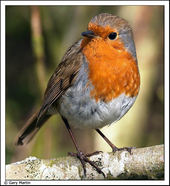 European Robin