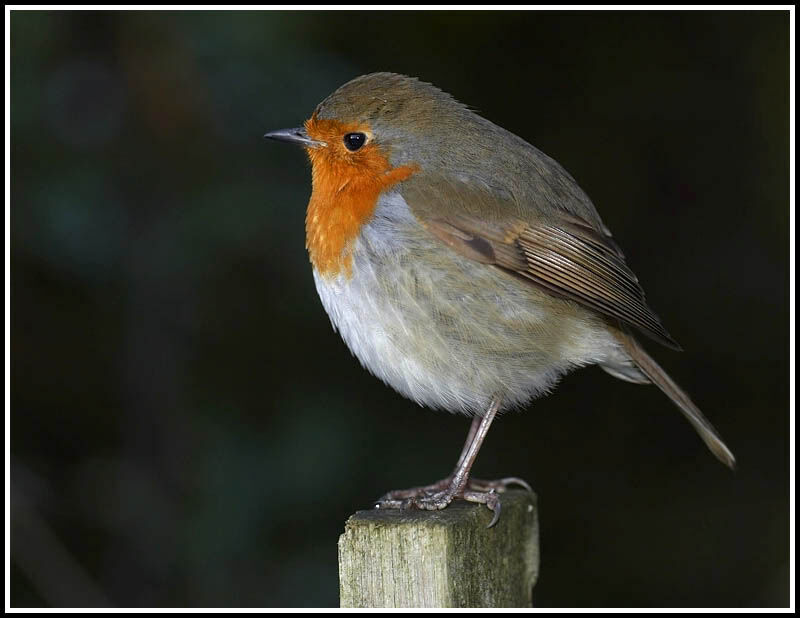 European Robin