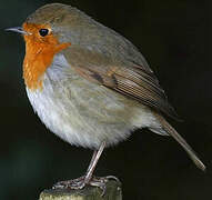 European Robin