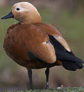 Ruddy Shelduck