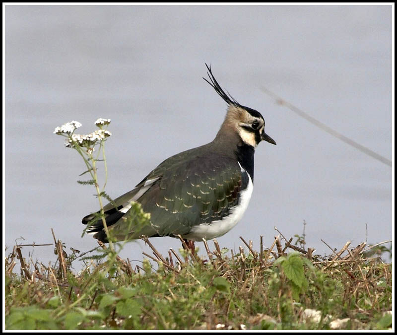 Northern Lapwing