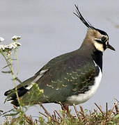 Northern Lapwing