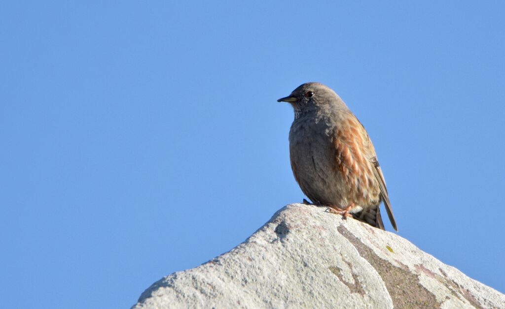 Alpine Accentoradult post breeding, identification