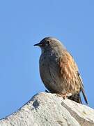 Alpine Accentor