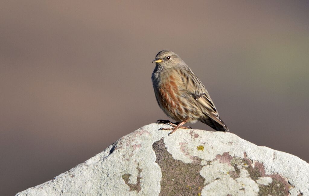 Accenteur alpinadulte internuptial, identification