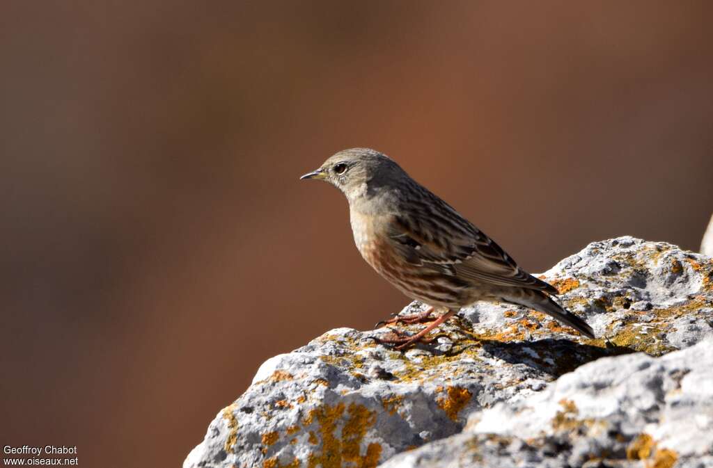 Accenteur alpinadulte transition, identification