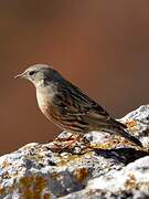 Alpine Accentor