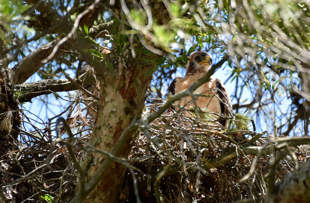 Booted Eaglejuvenile, identification