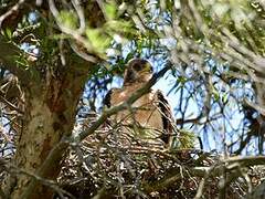 Booted Eagle